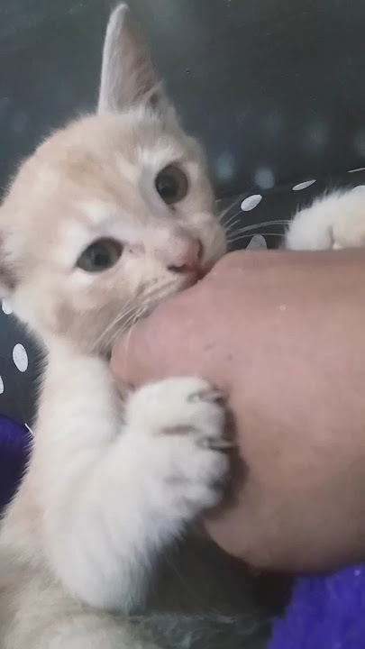 he's angry but actually looks cute ๐ #catangry #cutecat #catlover #pedro
