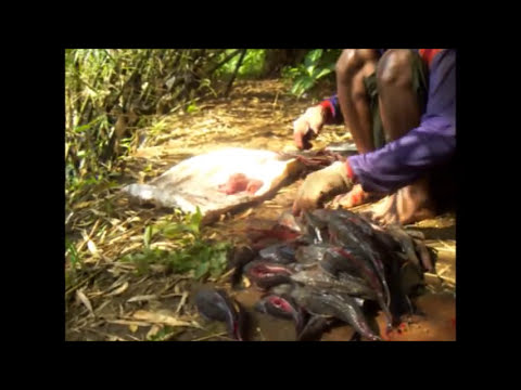 ikan sapu sapu ciliwung protein untuk jakarta - youtube