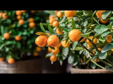 Video: Wie Man Selbst Eine Mandarine Aus Einem Knochen Züchtet