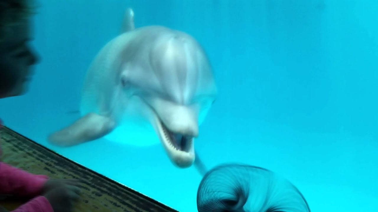 Clearwater Marine Aquarium HOPE the dolphin YouTube