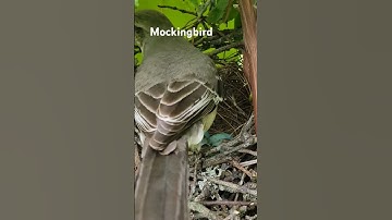 Beautiful  mockingbird nest.  @Wide Open Transit Farm