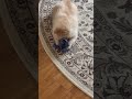 Микушины кайфуши❤️