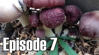 Grow Wine Caps on Wood Chip Mulch - Episode 7