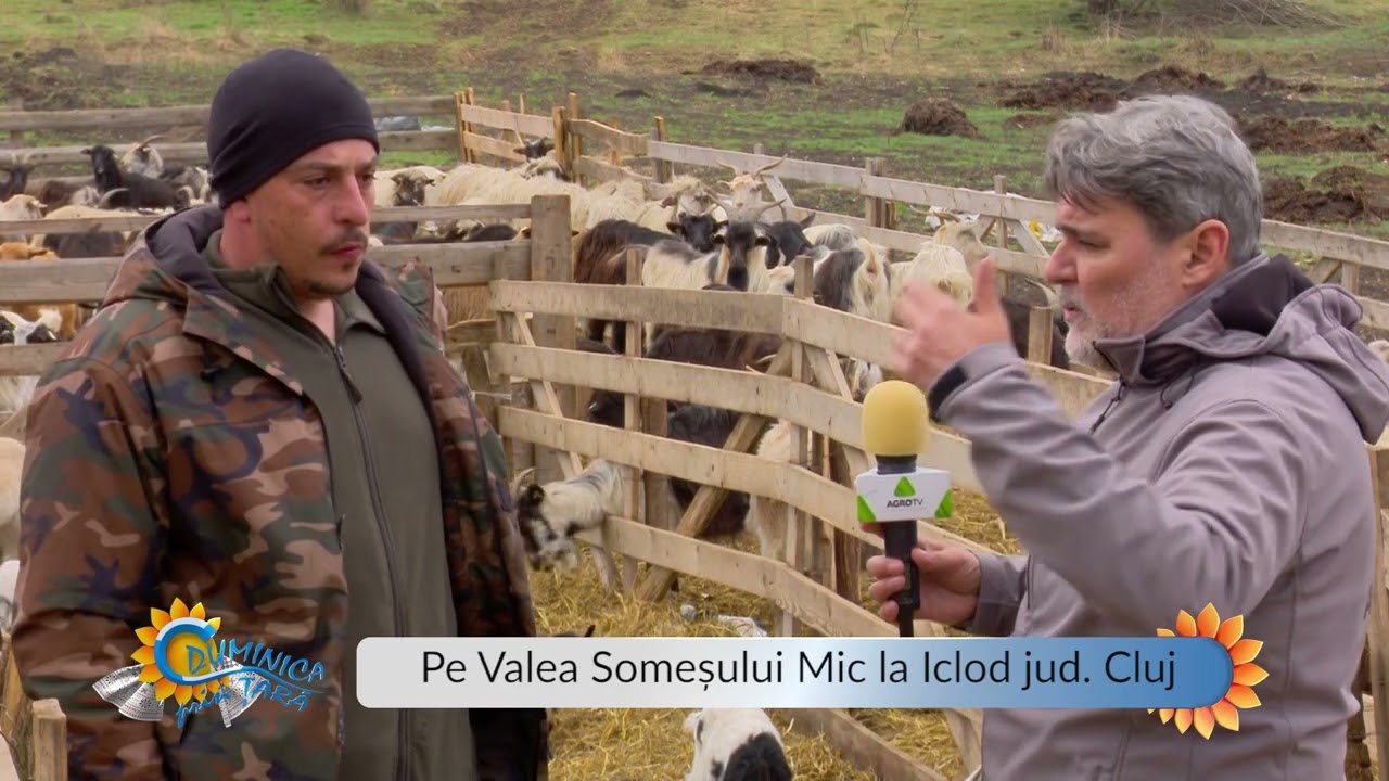 Bovinele din rasa Angus, soluția câștigătoare aleasă de un fermier român întors din Marea Britanie 1 Bovinele din rasa Angus, soluția câștigătoare aleasă de un fermier român întors din Marea Britanie YouTube player