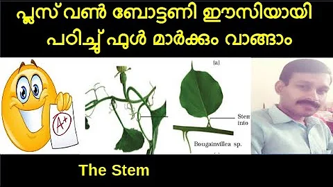 Plus One Botany Chapter 3 Morphology of Flowering Plants (Part 2 Stem) Malayalam/ Focus Area