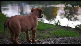 National Pet Day National Pet Day