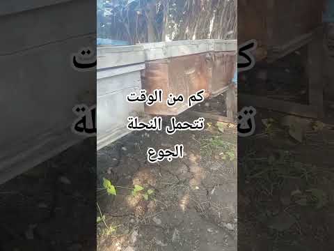 كم من الوقت تتحمل النحلة الجوع    نحل 
