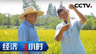 种一茬能收两茬！全国1500万亩“再生稻”收成亮眼「经济半小时」20220825 | CCTV财经