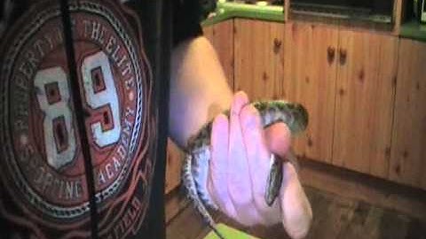 Tube Feeding my Stimson Python Electrolytes