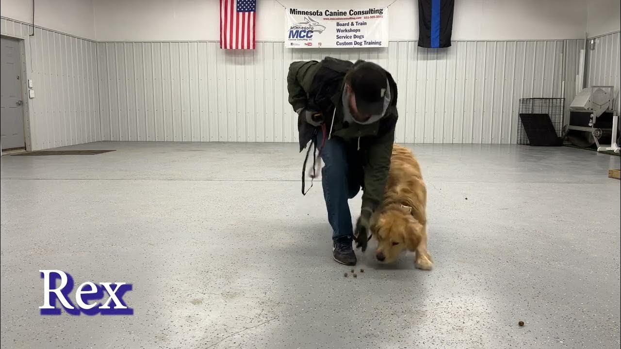 Dog Training Boot Camp Update (3/14/2023) YouTube