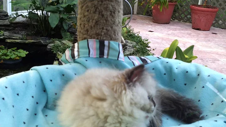 Watch the video about Persian and Himalayan kittens for sale by Liz