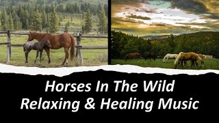 Beautiful Relaxing Music, Peaceful Soothing Instrumental Music, Horses in the Wild - Healing Power!