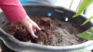 How To Propagate True Yams/Dioscorea Alata &  A Second Harvest?