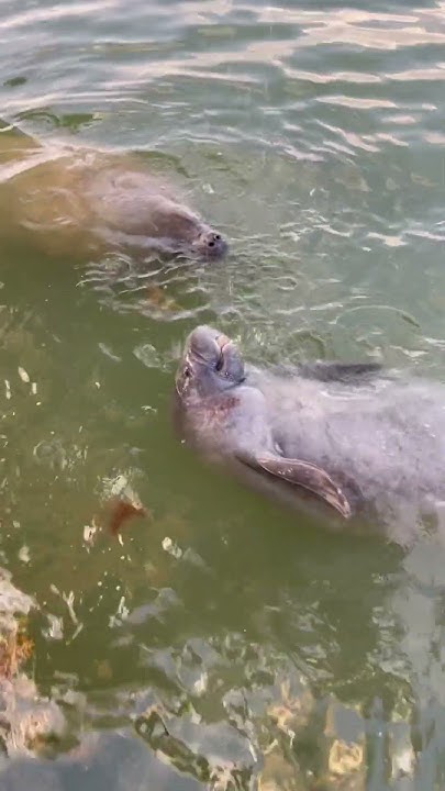 Big manatees swim with tarpon! #shorts - YouTube