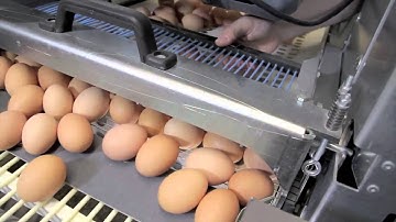 Egg collection system