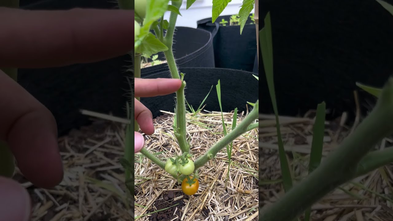 Grow More Tomatoes Using This Method Growfoodathome Garden Tomato