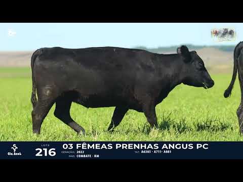 LOTE 216   TAT A6385, A711, A881 F Angus