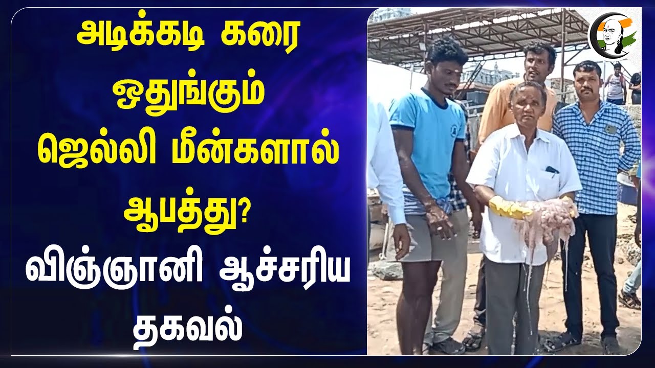 அடிக்கடி கரை ஒதுங்கும் Jelly Fish ஆபத்து? விஞ்ஞானி ஆச்சரிய தகவல் | Thiruchendur | Tamilnadu
