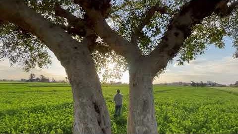 سوره غافر الايه (39) بصوت الشيخ محمد صديق المنشاوي