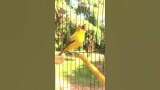 Pleci dakun gacor nembak rapat #fyp #pleci #plecimaniaindonesia