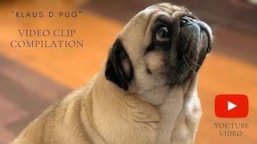 PUG Video Clip Compilation | DOG GROOMING | KLAUS D PUG