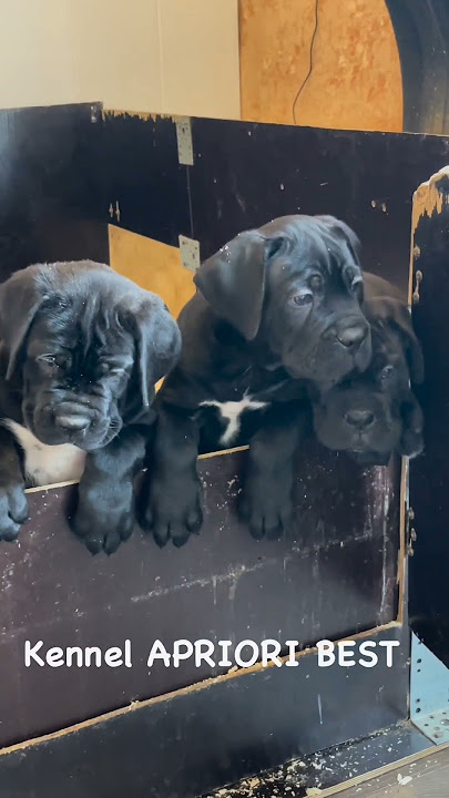 Cane corso🔥 puppy #foryouyoutube #foryou #kangal #corso #canecorso #canecorsolovers #mastiff #canis