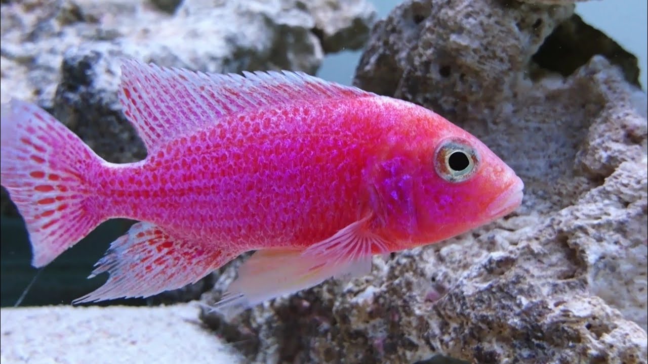 Red cichlid, Pink cichlid, Illuminous fish, Peacock, Aulonacara, Gallon, Aq...