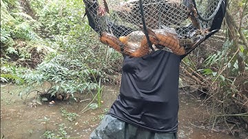 Thăm Lờ Dính Lươn Đồng Khủng, Cá Trê Lai, Cá Lóc Đồng @TámCáVlog1979 