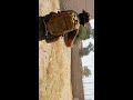 ابطال الحشد الشعبي المقدس معركة بيجي ابطال الحشد الشعبي المقدس معركة بيجي