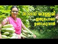 വെള്ളരി നിറയെ വിളയാൻ  #Cucumber #StayHome #Plant #WithMe