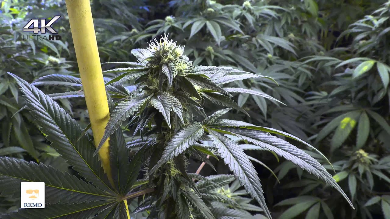 4K Indoor Cannabis Grow Room