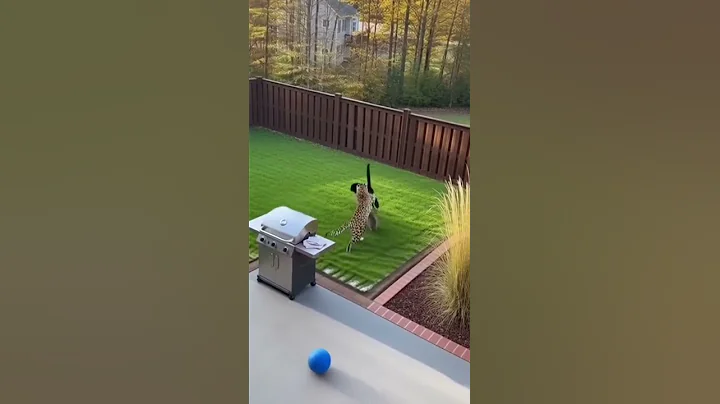 Video 11565461: serval, cat house