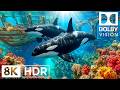 Dive Into the Enchanting Ocean World - Spectacular Marine Creatures in Stunning 8K UHD