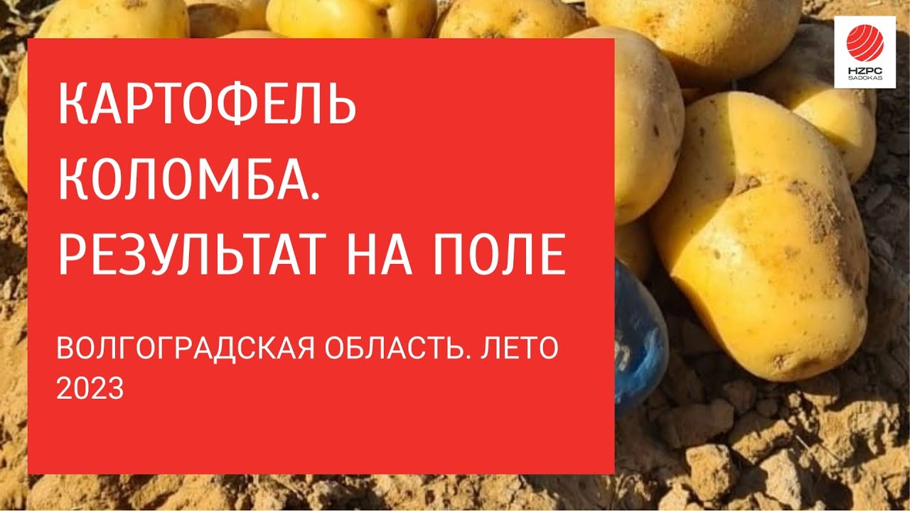 Картофель сорта Коломба. Урожай 2023 года - YouTube