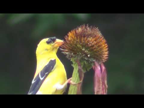 American Goldfinch Eating Echinacea Seeds hqdefault
