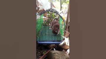 #dog #doggos #puppy #pets #petlover #dogbreed #cute #shihtzu #furbabies #furbaby #2025 #2025shorts