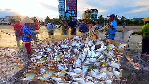 Nghề Đánh Bắt Cá Ven Biển Của Người Dân Đà Nẵng |MINH LÊ VLOG # 156