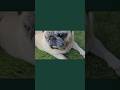 👉 segue a Sig Marilda pra mais cenas reais de pug sem filtro 🐶💛