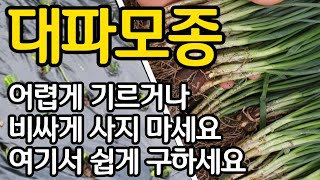 대파 가장 쉽고 싸게 좋은 모종 마련하는 방법  서두르세요 5월이 기회입니다