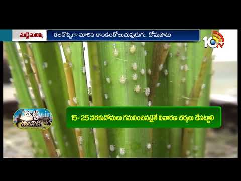 వరిలో సుడిదోమ, కాండంతోలుచు పురుగు నివారణ | Paddy Cultivation | Matti Manishi | 10TVAgri