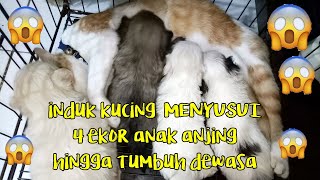 Kisah ANGELINA induk kucing yang menyusui 4 anak anjing hingga tumbuh dewasa (REAL STORY)