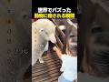 世界でバズった動物に癒される瞬間TOP7のサムネイル