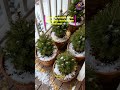 ❄️🌲 10 Natural Winter Wonderland Outdoor Decor Ideas Cozy Holiday Style!