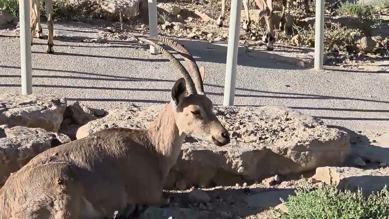 Ibex at Mitspe Ramon, Israel 2026