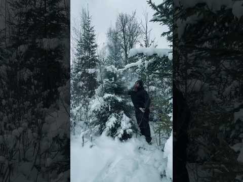 MAJESTICA - How to decorate a Christmas tree: Swedish Edition (SHORTS)