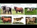 Características de las Diferentes Razas Bovinas  - TvAgro por Juan Gonzalo Angel