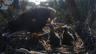 Jackie feeding second breakfast to the eaglets | Big Bear Bald Eagle | Apr 23, 26