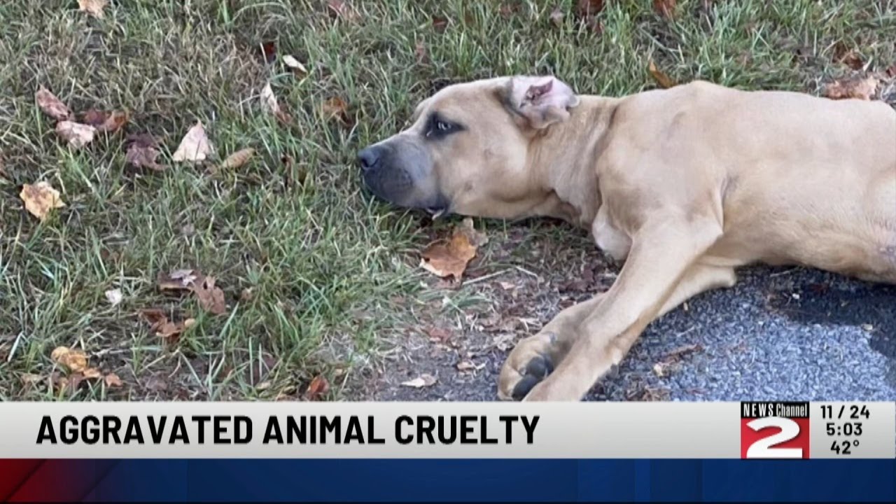 31-Year-Old Man Charged with Felony Animal Cruelty in Oneida County ...