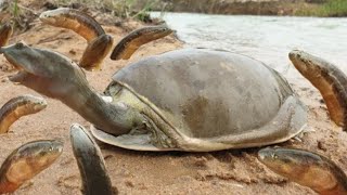 Unique Hunting Style In Riverside  Monster Tortoise Hunting Big Eelfish Hole  Best Youtube 