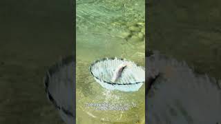 【エリアトラウト】自発的な不意のイレギュラーがバイトをいざなう?「フリクラDR30F」#shorts